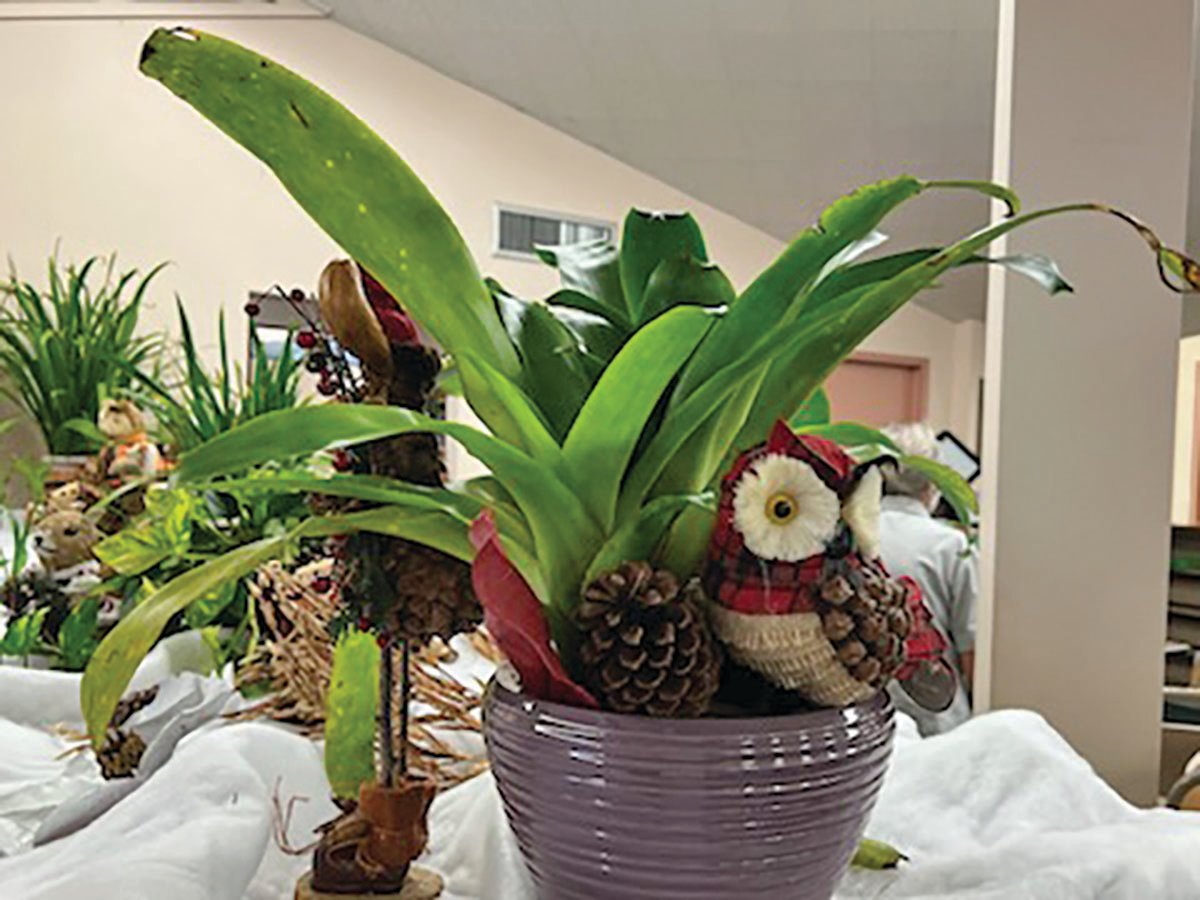 Plant arrangements decorate the shelves of the Clewiston Library